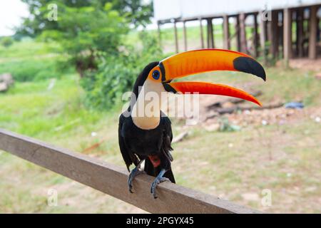 Bild eines toco-Vogels draußen. toco-Vogel im Freien. toco-Vogel in der Tierwelt. toco-Vogel mit Orangenschnabel Stockfoto