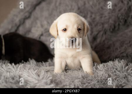 Labrador-Welpen sitzen auf einer grauen Decke, Studiofoto von Hunden Stockfoto