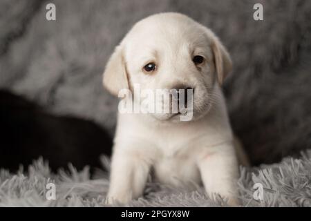 Labrador-Welpen sitzen auf einer grauen Decke, Studiofoto von Hunden Stockfoto