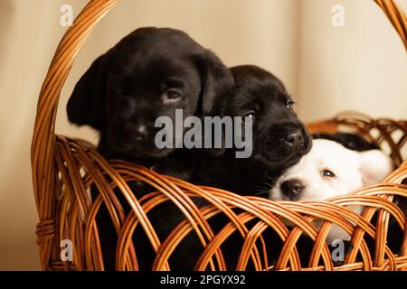 Labrador Welpen in einem Weidenkorb im Studio, Foto von Hunden Stockfoto