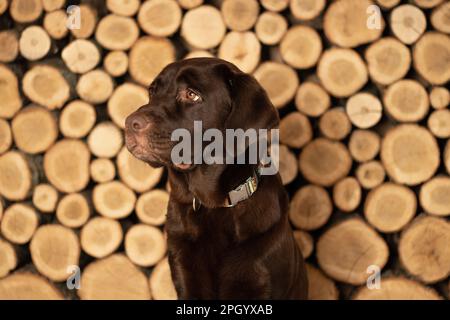 Brauner labrador für Erwachsene, der auf dem Boden im Studio auf einem Holzhintergrund sitzt Stockfoto