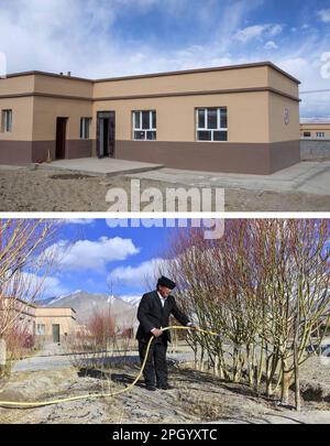 (230325) -- TAXKORGAN, 25. März 2023 (Xinhua) -- Dieses Kombi-Foto zeigt die Außenansicht von Duri Jarmans neuem Haus bei seinem Umzug in Aimin Village im Taxkorgan Tajik Autonomous County am 18. November 2018 (oben) und Duri Jarman, der am 21. März 2023 Weiden in seinem Hof bewässert. Das Leben des Hirten Duri Jarman ist eng mit zwei Orten verbunden: Dem Dorf AK Toga Langar, eingebettet tief in die Berge des Taxkorgan Tajik Autonomous County, und dem Dorf Aimin, das sich in der Nähe des Bezirkssitzes befindet. Duri, jetzt 52 Jahre alt, lebte 47 Jahre im Dorf AK Toga Langar. Im Winter 2018, seine Familie Stockfoto