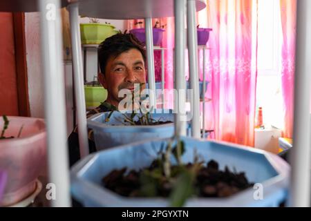 (230325) -- TAXKORGAN, 25. März 2023 (Xinhua) -- Duri Jarman prüft Dendrobium officinale, das in seinem Haus in Aimin im Dorf Taxkorgan Tajik Autonomous County, Nordwestchina der Autonomen Region Xinjiang Uygur, gepflanzt wurde, 26. Juni 2019. Das Leben des Hirten Duri Jarman ist eng mit zwei Orten verbunden: Dem Dorf AK Toga Langar, eingebettet tief in die Berge des Taxkorgan Tajik Autonomous County, und dem Dorf Aimin, das sich in der Nähe des Bezirkssitzes befindet. Duri, jetzt 52 Jahre alt, lebte 47 Jahre im Dorf AK Toga Langar. Im Winter 2018 profitierte seine Familie von der Umsiedlungspolitik für pov Stockfoto