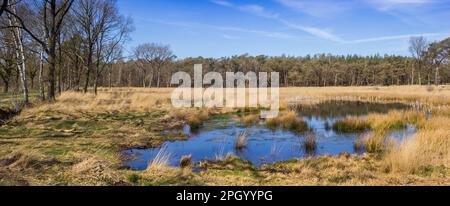 Panoramablick auf einen kleinen Teich im Wald von Drents-Friese Wold, Niederlande Stockfoto