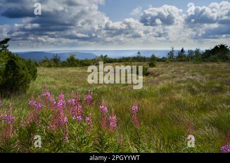 Hochmoorebene im nördlichen Schwarzwald. Panoramablick über Blumenwiesen mit Bäumen und bunten Blumen (Epilobium angustifolium). Dramati Stockfoto