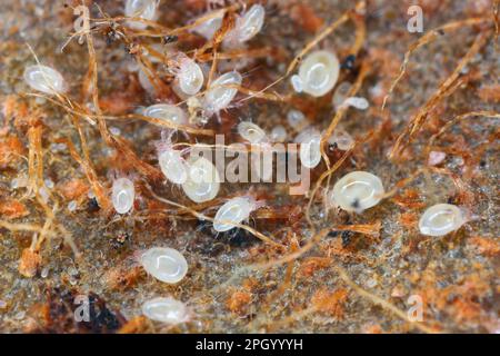 Milben, zahlreiche Arten winziger Arthropoden, Mitglieder der Milben- und Zeckenunterklasse Acari. Stockfoto