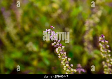 heiliger Basilikum (Ocimum tenuiflorum), auch Tulsi oder tulasi genannt, Blütenpflanze der Minzfamilie (Lamiaceae), die wegen ihrer aromatischen Blätter angebaut wird. Heiliger Strohsack Stockfoto