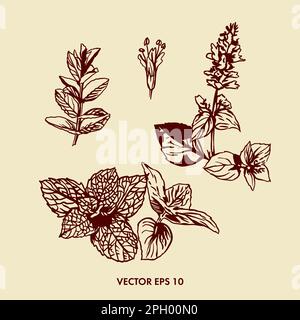 Mint-Vektordarstellung. Botanische Darstellung von Minzblüten und Blättern. Grafikbild. Herstellung der würzigen Komponente. Verpackungsdesign für t Stock Vektor
