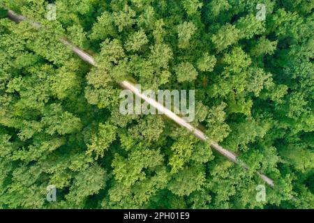 Deutscher Mischwald von oben. Luftaufnahme von grünen Bäumen. 1 einsame Straßenabschnitte auf dem Bild. . Sommerzeit. Draufsicht. Stockfoto