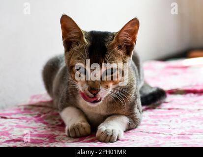Eine Indianerkatze, die aggressiv aussieht, mit ausgestreckter Zunge Stockfoto