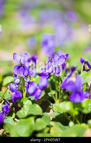 Frühlingsblumen. Im Quellwald blühen violette Veilchenblüten. Viola odorata. Stockfoto