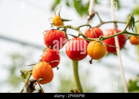 Tomaten verwelken aufgrund von heißem Wetter. Tomatenfrüchte sind von einer bakteriellen Erkrankung betroffen. Von Schädlingen verwelkte Tomaten. Herbsternte. Stockfoto