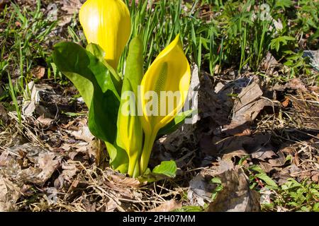 Die Pflanze im Sumpf-Western-Stinkkohl Stockfoto