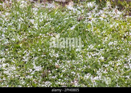 Im Frühling ist das grüne Gras mit Schnee bedeckt Stockfoto
