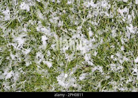 Der Schnee schmilzt im Frühling auf dem Gras Stockfoto