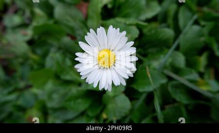 Einzelnes weißes Gänseblümchen auf einem leicht verschwommenen, grünen Boden. Minimalistische Nahaufnahme mit geringer Schärfentiefe und natürlichem grünem Hintergrund. Keine Personen. Stockfoto