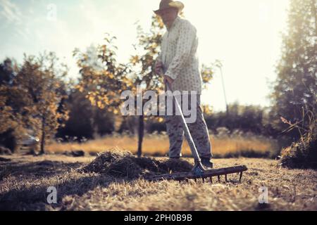 Ein älterer Landwirt säubert das geschnittene Heu. Ein grauhaariger Mann mäht das Gras auf der Wiese. Stockfoto