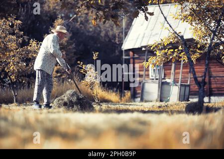 Ein älterer Landwirt säubert das geschnittene Heu. Ein grauhaariger Mann mäht das Gras auf der Wiese. Stockfoto