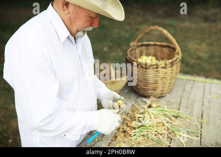 Ernte von Zwiebeln. Ein älterer Landwirt bereitet Gemüselager vor. Stockfoto