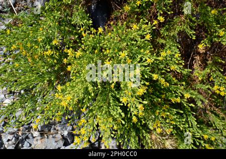 Dittrichia viskosa, auch bekannt als falscher yellowhead, Stockfoto