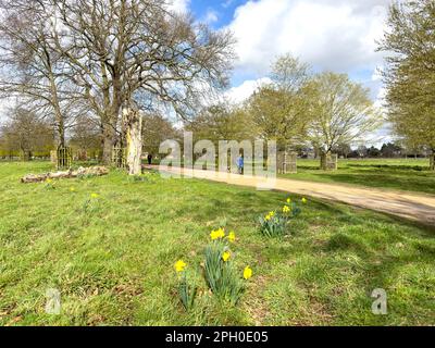 Frau, die im Frühjahr mit dem Hund durch den Bushy Park spaziert, Teddington, Bezirk Richmond-upon-Thames, Greater London, England, Vereinigtes Königreich Stockfoto