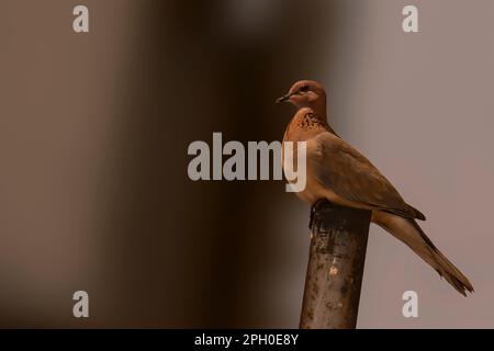 Die lachende Taube (Spilopelia senegalensis) ist eine kleine Taube, Stockfoto