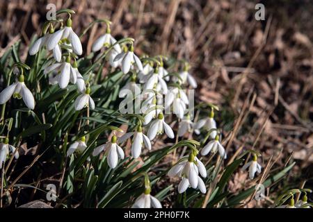 Schneeglöckchen, Galanthus nivalis, blühen in hellen Wäldern in malmköping, schweden Stockfoto