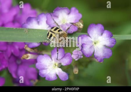 Farbenfrohe Nahaufnahme eines eurasischen Bienenkäfers, Trichius zonatus, bestäubend auf lila Blüten im Garten Stockfoto