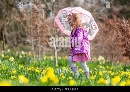 Ein vierjähriges Mädchen, das im Frühling mit einem Regenschirm zwischen Narzissen spaziert. Stockfoto