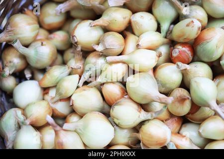 Ernte von Zwiebeln. Ein älterer Landwirt bereitet Gemüselager vor. Stockfoto