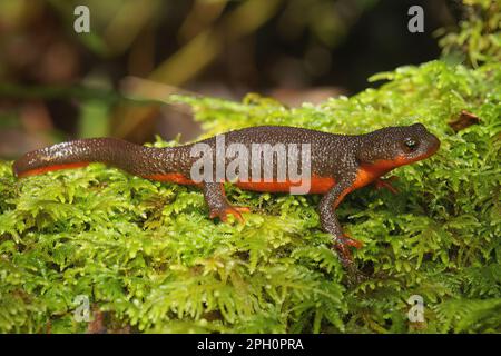 Natürliche Nahaufnahme an einer seltenen erwachsenen Hybridfrau zwischen geschütztem Rotbäuchmolch, Taricha rivularis und gemeinem Rohhautmolch, Taricha granulo Stockfoto