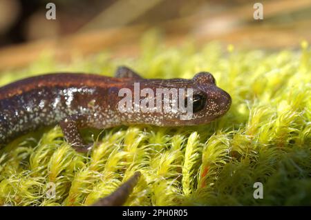 Natürliche Nahaufnahme eines roten SubErwachsenen des seltenen Plethodon-Asupaks, Scot Barr Salamander auf grünem Moos in Nordkalifornien Stockfoto