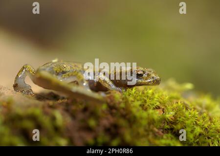 Oberflächliche Nahaufnahme eines Unterkreises des vom Aussterben bedrohten Kalkstein-Salamanders, Hydromantes brunus Stockfoto