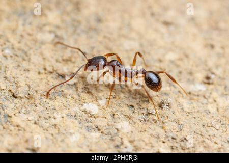Wirbelsäulen-Taillenbund (Aphaenogaster rudis) Stockfoto