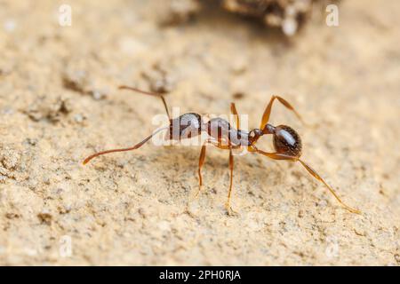 Wirbelsäulen-Taillenbund (Aphaenogaster rudis) Stockfoto