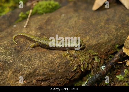 Natürliche Nahaufnahme eines SubErwachsenen des gefährdeten Kalksteinsalamanders, Hydromantes brunus Stockfoto