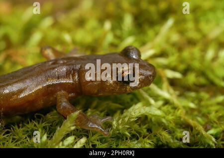 Natürliche Nahaufnahme eines SubErwachsenen des vom Aussterben bedrohten Limenstone Salamander, Hydromantes brunus, der auf grünem Moos in Kalifornien sitzt Stockfoto