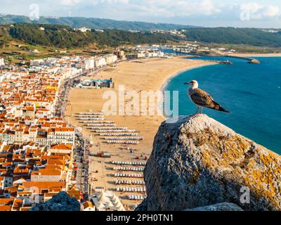 Atemberaubende Möwen-Beobachtung über den Nazare-Strand (praia de Nazare) mit bunten Badehütten und Stadtbild des Dorfes im Hintergrund, Portugal Stockfoto