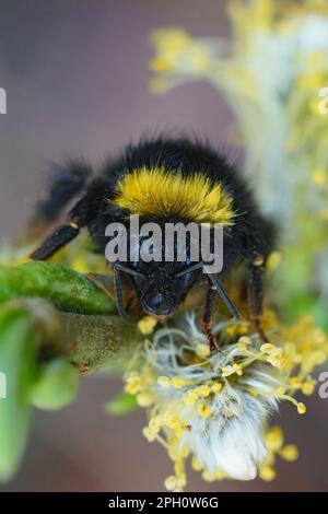 Natürliche Nahaufnahme auf einem farbenfrohen, aber verheirateten Queen Early Nesting Bumble-Bee, Bombus pratorum, das an einem Salix-Zweig hängt Stockfoto