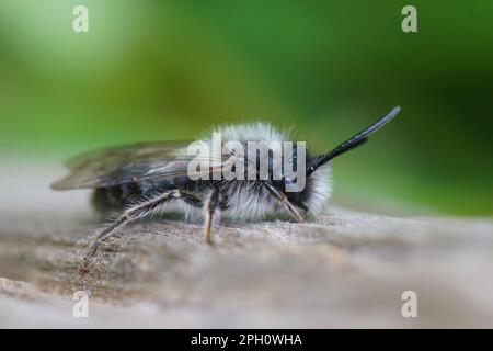 Natürliche Nahaufnahme einer männlichen Clarkes Bergbaubiene, Andrena Clarkella, die Holz sitzt Stockfoto