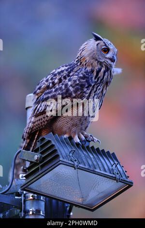 Mensch und Natur... Die europäische Adlereule ( Bubo Bubo ) nutzt die Halogenstrahler eines Steinbruchs als willkommenen Aussichtspunkt. Stockfoto