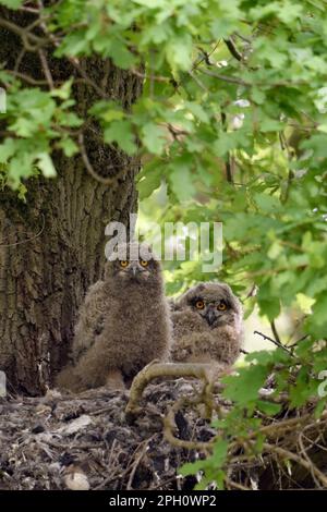 Einen Moment der Aufmerksamkeit... Europäische Adlereule ( Bubo Bubo ), zwei junge Adlereulen, die sich auf ihrem Nest nisten (altes Goshawk-Auge). Stockfoto