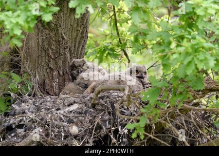 In den Wäldern... Europäische Adlereule ( Bubo Bubo ), Adlereule mit vier jungen Vögeln auf einer alten Eiche, ehemalige Goshawk-Eiche. Stockfoto