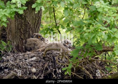 In den Wäldern... Europäische Adlereule ( Bubo Bubo ), Adlereule mit vier jungen Vögeln auf einer alten Eiche, ehemalige Goshawk-Eiche. Stockfoto