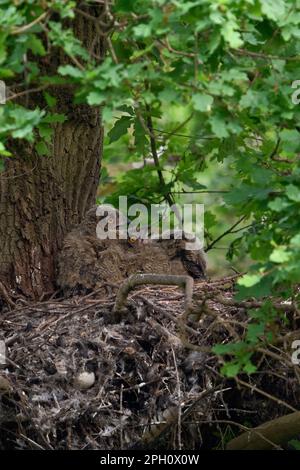 Temperaturkompensation... Europäische Adlereule ( Bubo bubo ), junge Vögel, die in ihrem Nest an einem alten Goshawk-Auge keuchen. Stockfoto