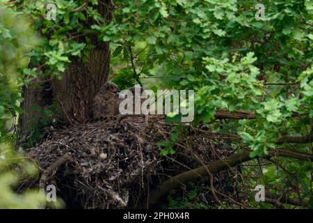 Bei Einbruch der Nacht... Europäische Adlereule ( Bubo Bubo ), junge Vögel in ihrem Nest auf einem alten Goshawk-Auge. Stockfoto