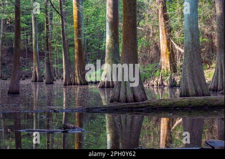 Kahle Zypressen, Taxodium distichum, im Frühling, ihre Stämme spiegeln sich im Wasser. Stockfoto