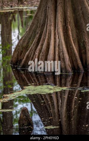 Ein kahler Zypressenbaum, Taxodium distichum, reflektiert auf dem stillen Wasser des Sumpfes. Stockfoto