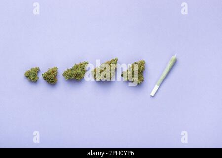 Trockene Knospen von medizinischem Marihuana liegen in einer Linie, auf der rechten Seite ist ein kleiner Joint aus weißem Papier. Auf lavendelfarbenem Hintergrund kopieren Sie Platz Stockfoto