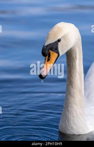 Nahaufnahme des Kopfes eines erwachsenen Stummschwans (Cygnus olor), der auf einem See in Blackpool, Lancashire, Großbritannien, schwimmt Stockfoto